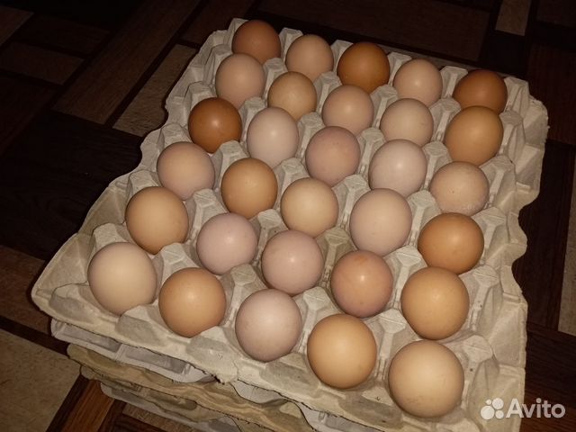 Инкубационное яйцо, Птица купить на Зозу.ру - фотография № 2