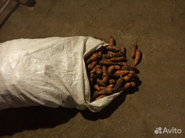 Морковь свекла на корм животным купить на Зозу.ру - фотография № 1