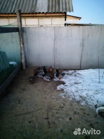 Подсадные дикие утки и селезни купить на Зозу.ру - фотография № 2