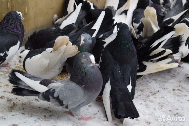 Продажа птицы, яйца инкубационного купить на Зозу.ру - фотография № 5