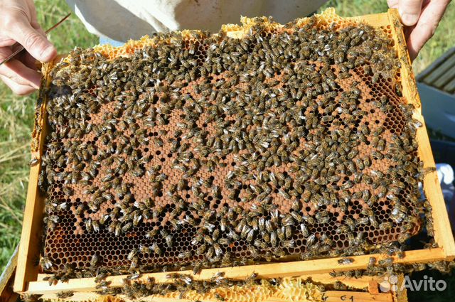 Продам пчелопакеты и пчелосемьи купить на Зозу.ру - фотография № 1