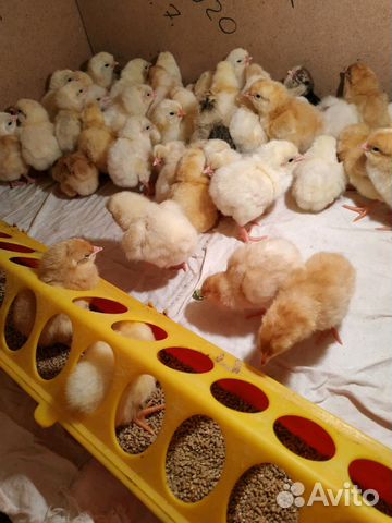 Перепела суточные и несушки,цыплята домашн купить на Зозу.ру - фотография № 2