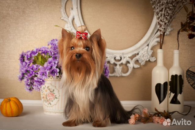 Вязка йоркширский терьер, йорк