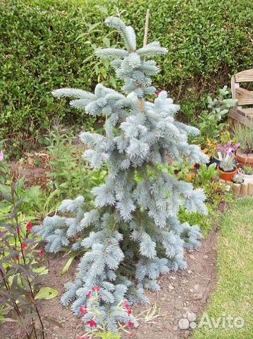 Ель колючая