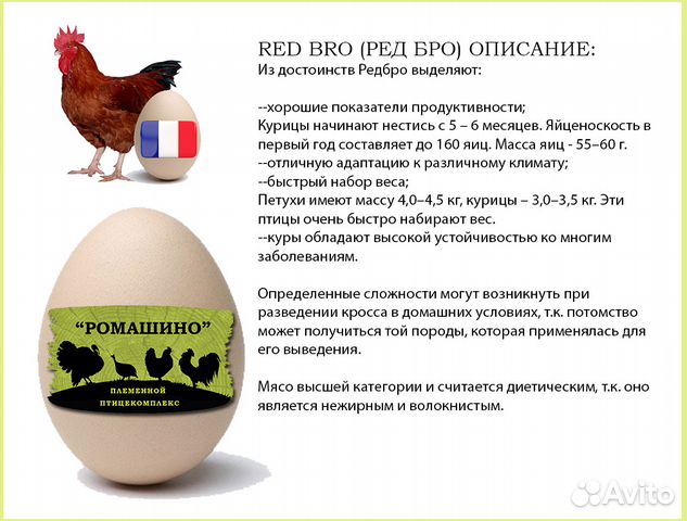 Инкубационное Яйцо Бройлеров (Кобб500 и др.) купить на Зозу.ру - фотография № 5