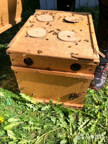 Пчелы пчелопакеты купить на Зозу.ру - фотография № 3