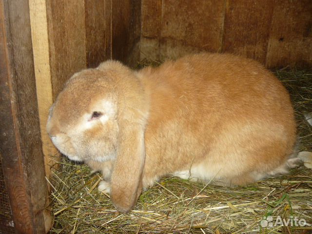 Продаю кроликов французских барашек купить на Зозу.ру - фотография № 4