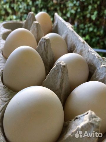Утиные домашние яйца