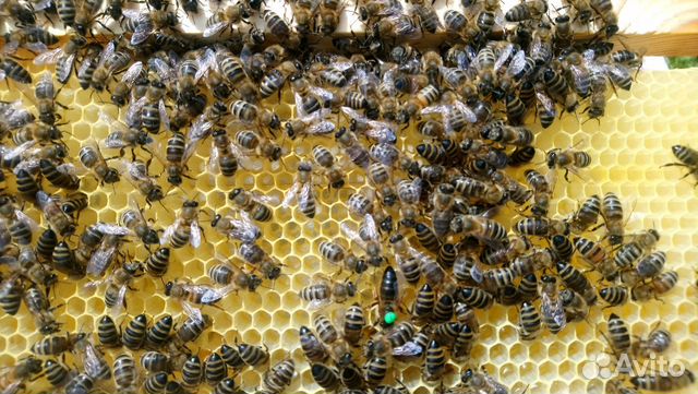 Летка пчелы. Козино улиа пчелы 1. Облет пчел весной. Облет матки пчелы. Облет матки пчелы.