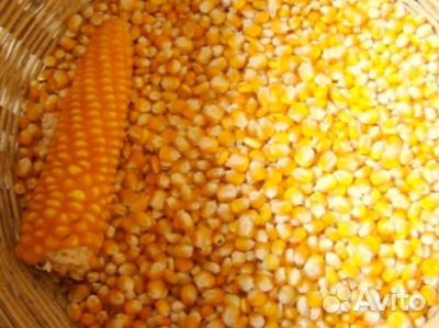 Кукуруза сушёная купить на Зозу.ру - фотография № 1