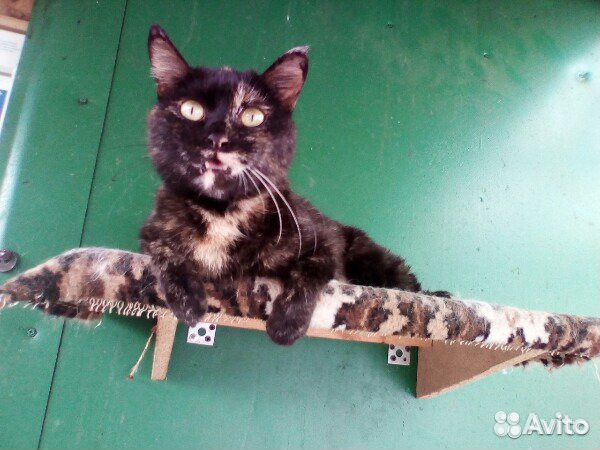 Кошка Тринити купить на Зозу.ру - фотография № 8
