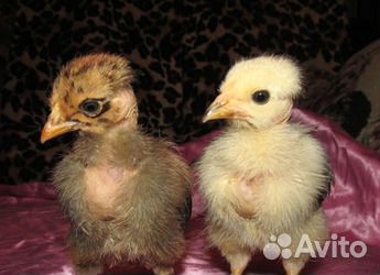 Цыплята голошейные трансильванские купить на Зозу.ру - фотография № 2