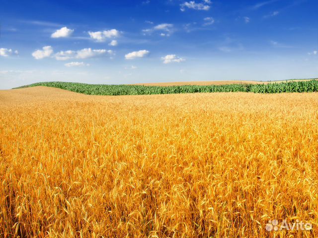 Продам пшеницу,ячмень,сорго,кукурузу купить на Зозу.ру - фотография № 1