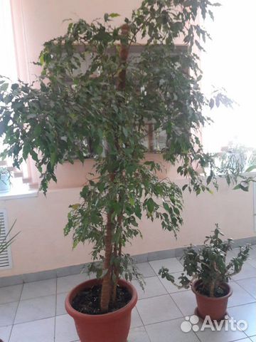 Цветы комнатные Цветы комнатные