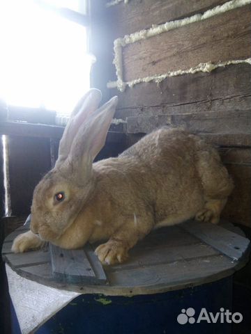 Продам кроликов порода Ризен купить на Зозу.ру - фотография № 2