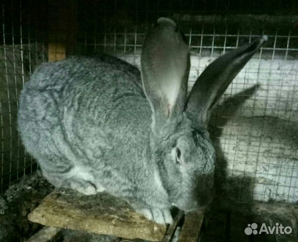 Серый великан #кроликивеликаны купить на Зозу.ру - фотография № 4