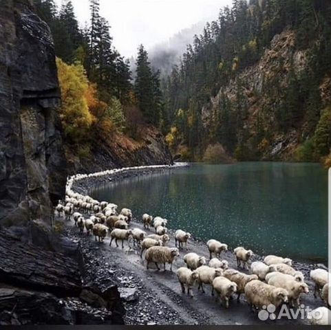 Живые бараны ягнята овцы купить на Зозу.ру - фотография № 4