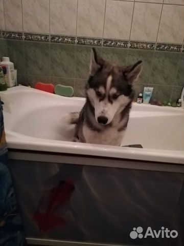 Кобель Хаски для вязки