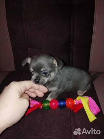 Chishki