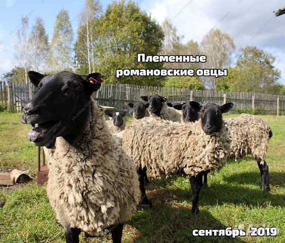 Племенные овцы с документами купить на Зозу.ру - фотография № 8
