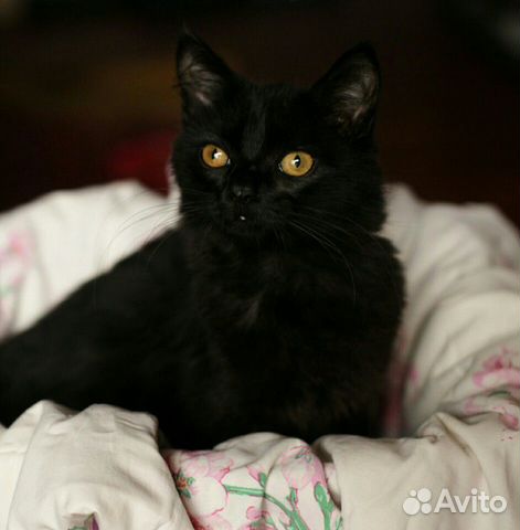 Котик Яшка