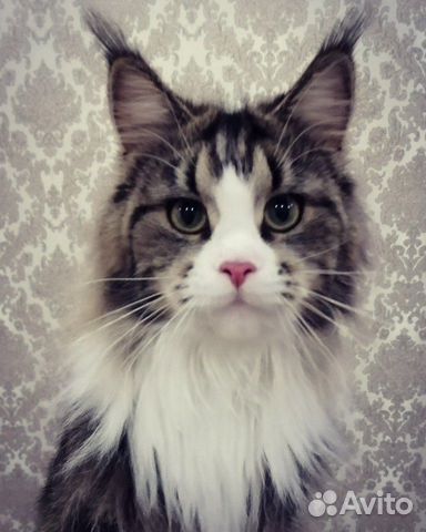 Кошка мейн-кун ищет жениха) купить на Зозу.ру - фотография № 1