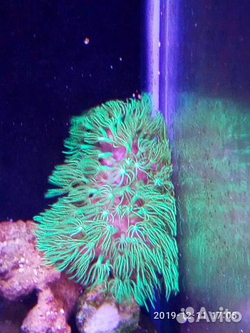 Аквариумные кораллы купить на Зозу.ру - фотография № 3
