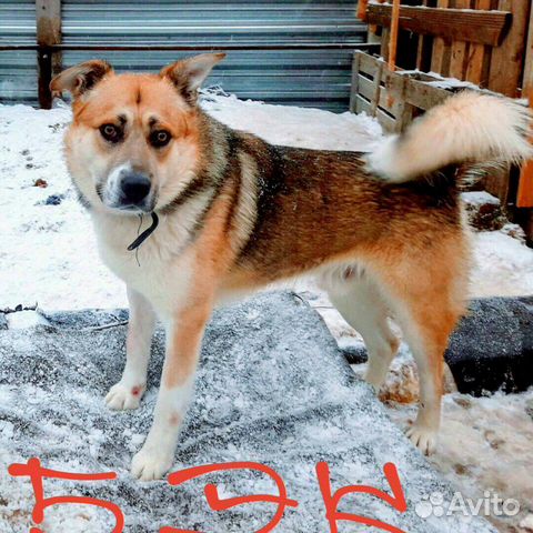 Бэк,пёс-защитник купить на Зозу.ру - фотография № 2