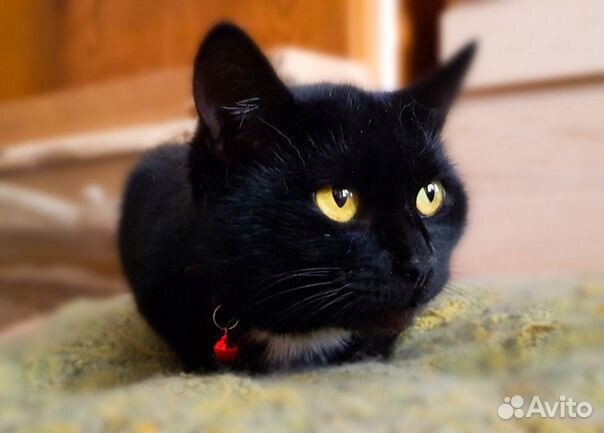 Кошка Черныша