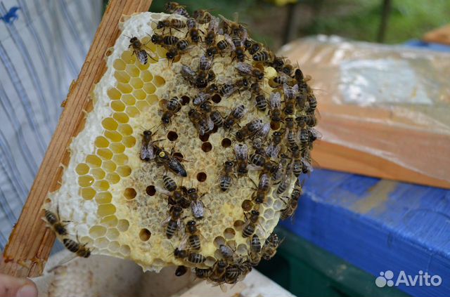 Пчелопакеты,пчеломатки Карника купить на Зозу.ру - фотография № 6