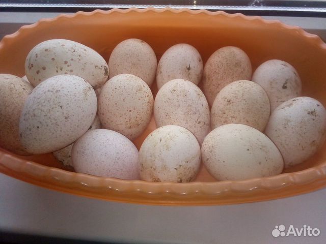 Инкубационное яйцо индюшинное купить на Зозу.ру - фотография № 1