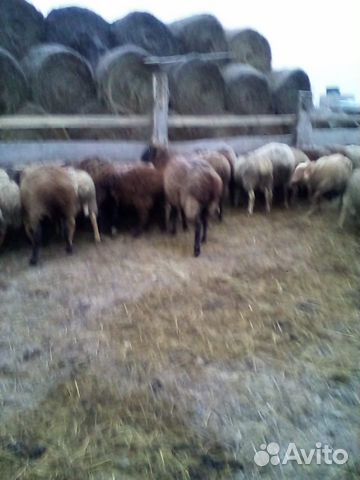 Овцы, Бараны, ягнята купить на Зозу.ру - фотография № 2