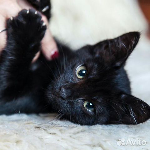 Отдам в хорошие руки черного котенка купить на Зозу.ру - фотография № 4