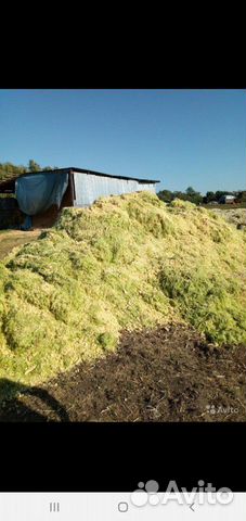 Силос зеленая масса кукурузы купить на Зозу.ру - фотография № 2