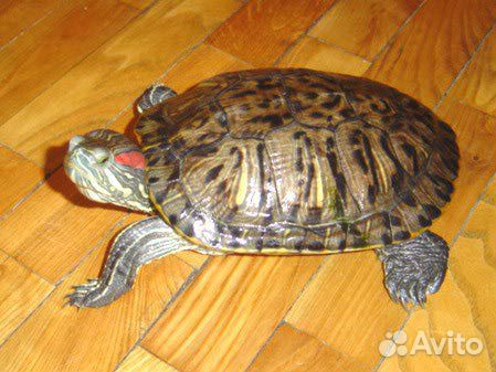 Две красноухие черепахи купить на Зозу.ру - фотография № 1