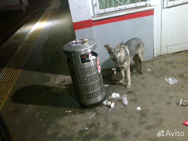 Потерялась собака купить на Зозу.ру - фотография № 3