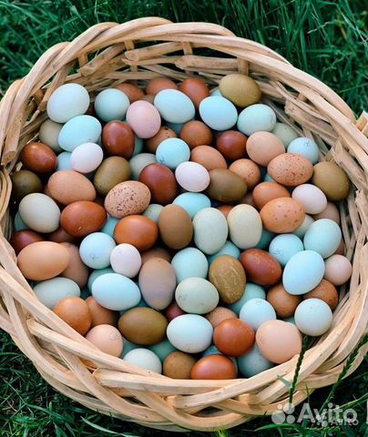 Яйцо на инкубацию Малайзийская серама купить на Зозу.ру - фотография № 1