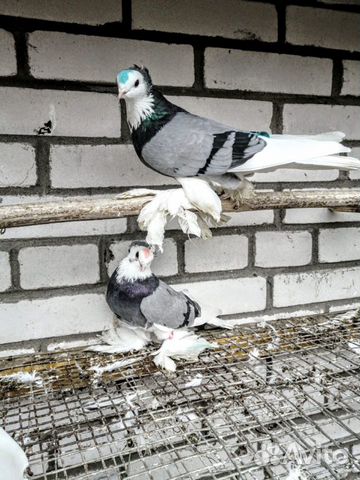 Продаются голуби купить на Зозу.ру - фотография № 6