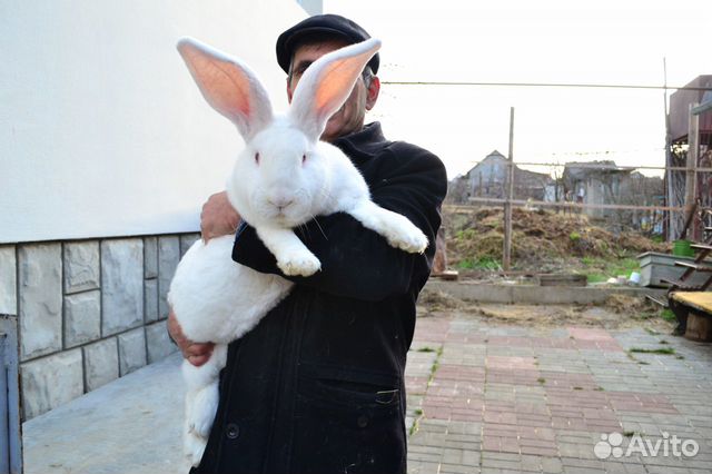 Чистокровные племенные кролики купить на Зозу.ру - фотография № 2