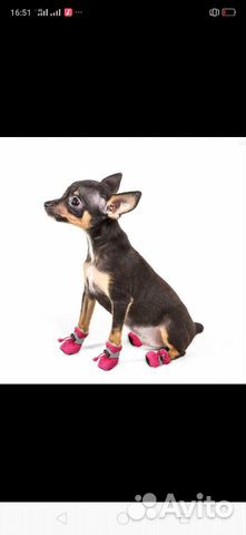 Одежда для маленькой породы собак и обувь купить на Зозу.ру - фотография № 1