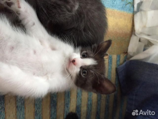 Котенок 2 месяца купить на Зозу.ру - фотография № 1