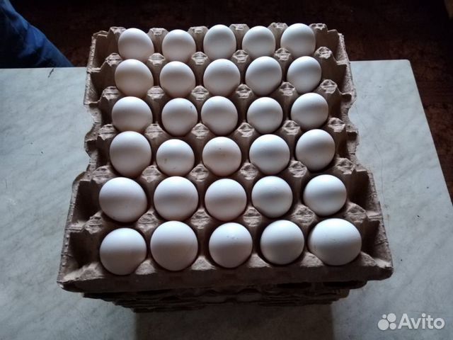 Инкубационное яйцо с доставкой по России купить на Зозу.ру - фотография № 2