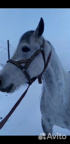 Лошадь Орловская купить на Зозу.ру - фотография № 9