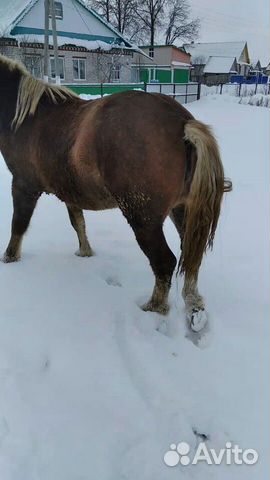 Лошадь купить на Зозу.ру - фотография № 10