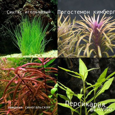 Растения, декорации купить на Зозу.ру - фотография № 2