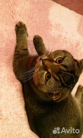 Вязка с шотландским вислоухим котом купить на Зозу.ру - фотография № 2