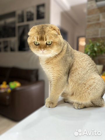 Шотландский вислоухий котик на вязку купить на Зозу.ру - фотография № 1