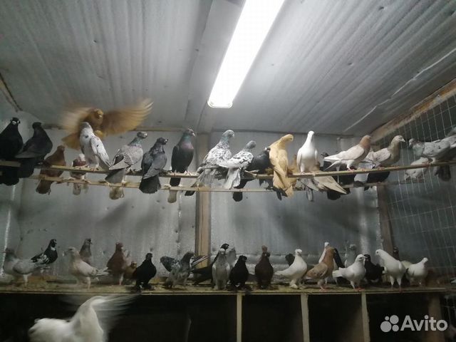 Продам голубей разных пород купить на Зозу.ру - фотография № 8