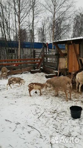 Ягнята Катумские,ярочка,овцы купить на Зозу.ру - фотография № 6