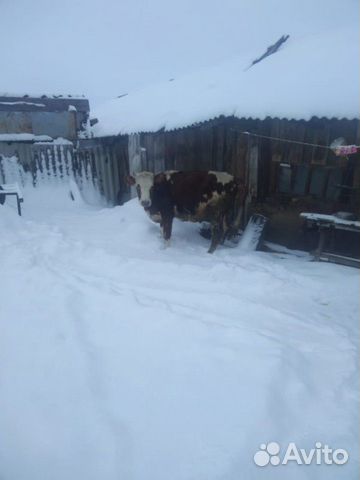 Корова/телка купить на Зозу.ру - фотография № 1
